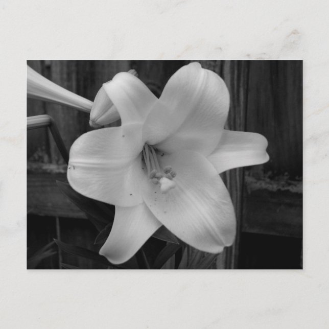 White Lily Postcard (Front)