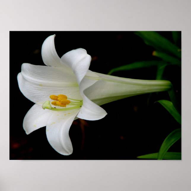 White Lily Poster (Front)