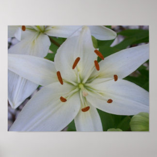 White Lily Poster