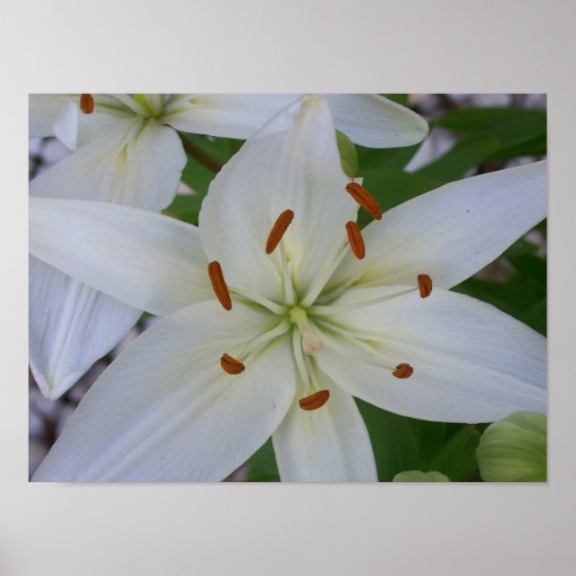 White Lily Poster (Front)