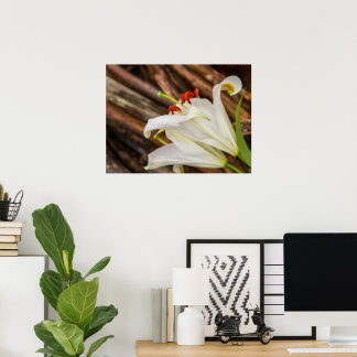 White Lily Poster