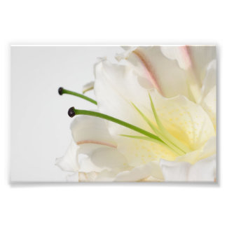 White Lily With Green Stamin and Yellow Center Photo Print