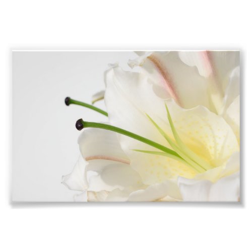 White Lily With Green Stamin and Yellow Center Photo Print