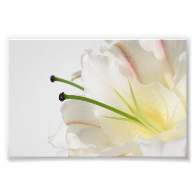 White Lily With Green Stamin and Yellow Center Photo Print (Front)