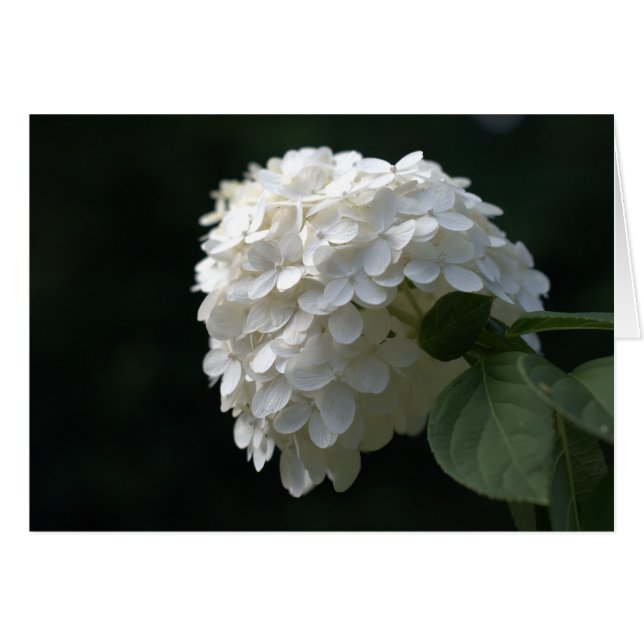 White Lime Hydrangea Blank Inside Cards (Front Horizontal)