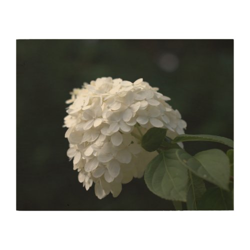 White Lime Hydrangea Flower Wood Wall Art