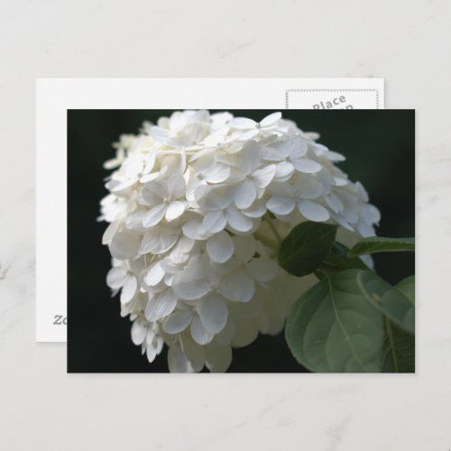 White Lime Hydrangea Postcard