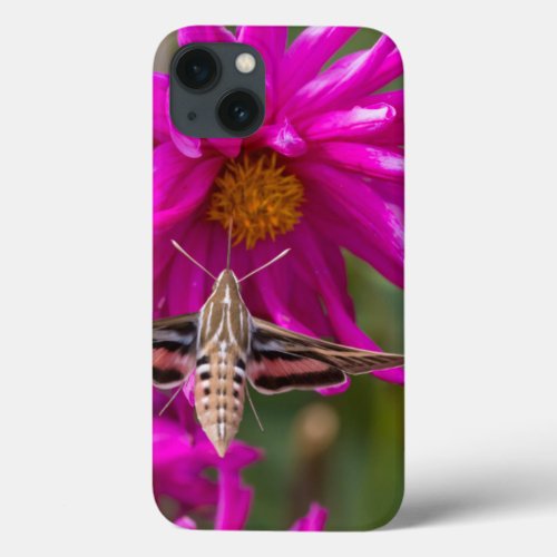 White_lined sphinx moth feeds on flower nectar 2 iPhone 13 case