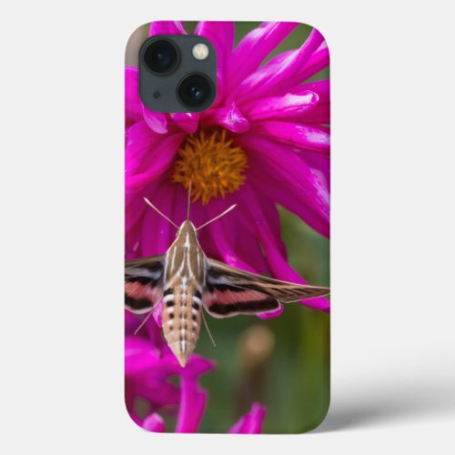 White_lined sphinx moth feeds on flower nectar 2 iPhone 13 case