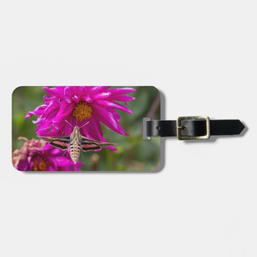 White_lined sphinx moth feeds on flower nectar 2 luggage tag