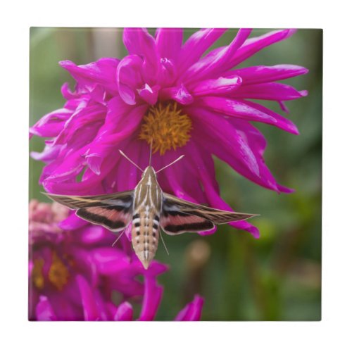 White_lined sphinx moth feeds on flower nectar 2 tile