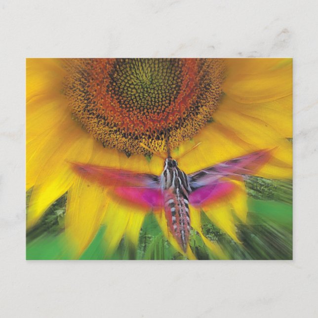 white lined sphinx postcard (Front)