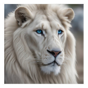 White Lion Acrylic Print