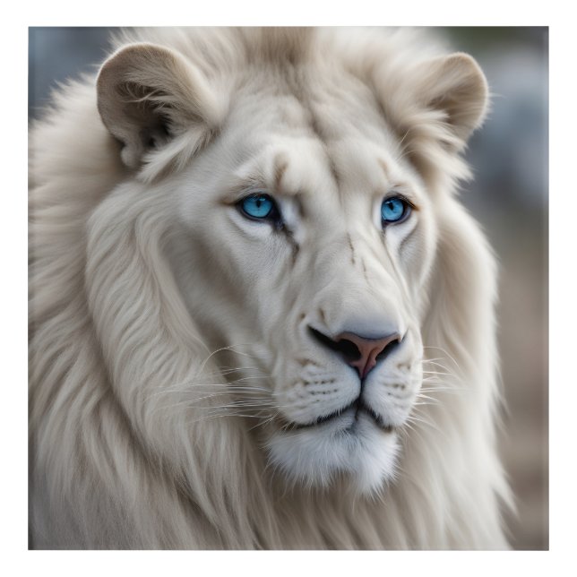 White Lion Acrylic Print (Front)