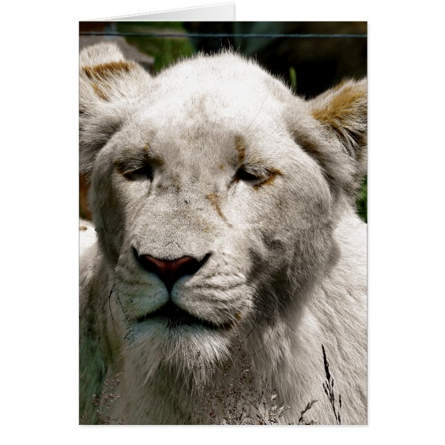 WHITE LION Card (Front)