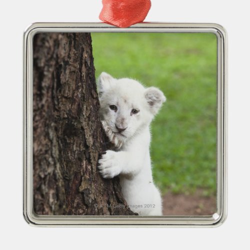 White lion cub hiding behind a tree metal ornament