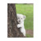 White lion cub hiding behind a tree.