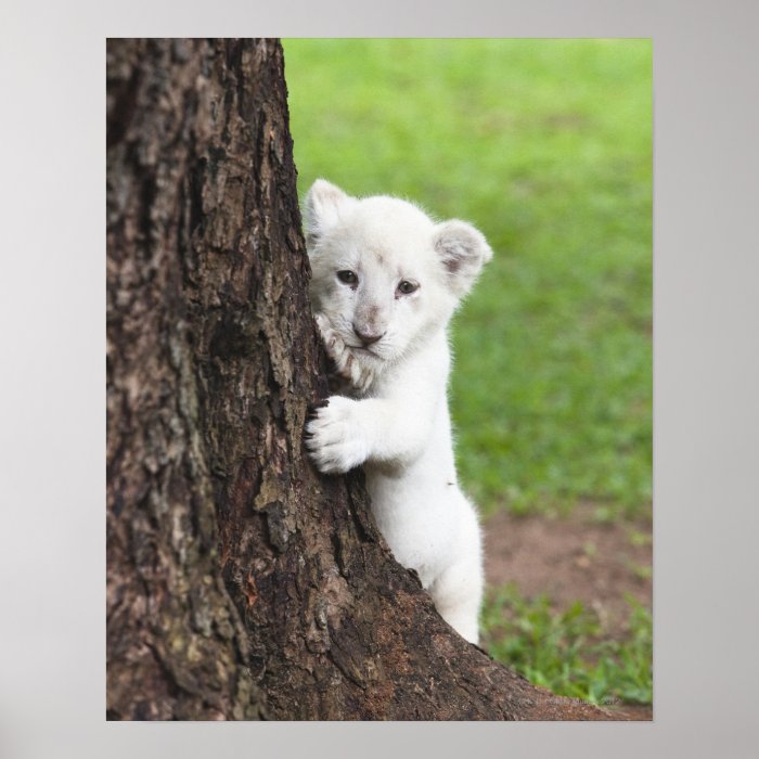 White lion cub hiding behind a tree. posters