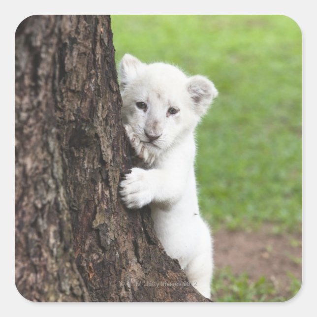 White lion cub hiding behind a tree. square sticker (Front)
