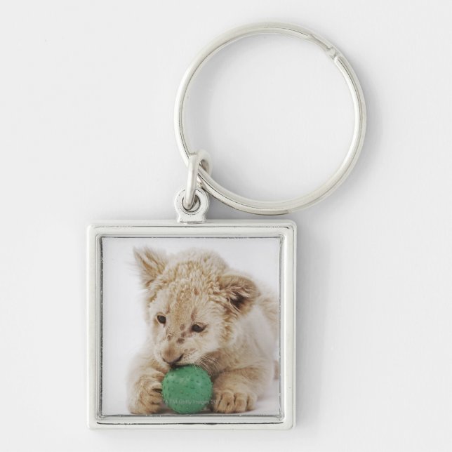 White lion cub (Panthera leo krugeri) playing Keychain (Front)