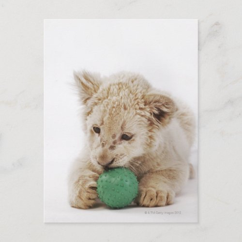 White lion cub Panthera leo krugeri playing Postcard