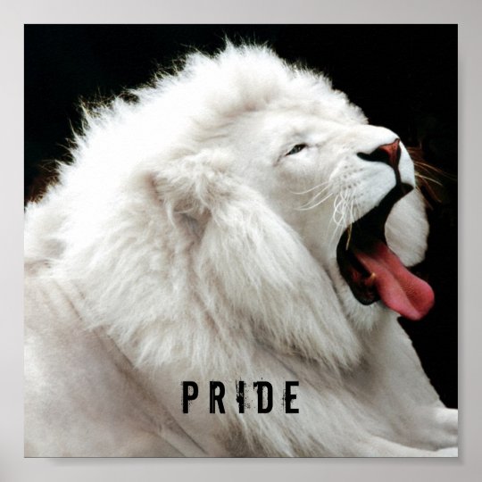 white lion Pride Poster | Zazzle.com