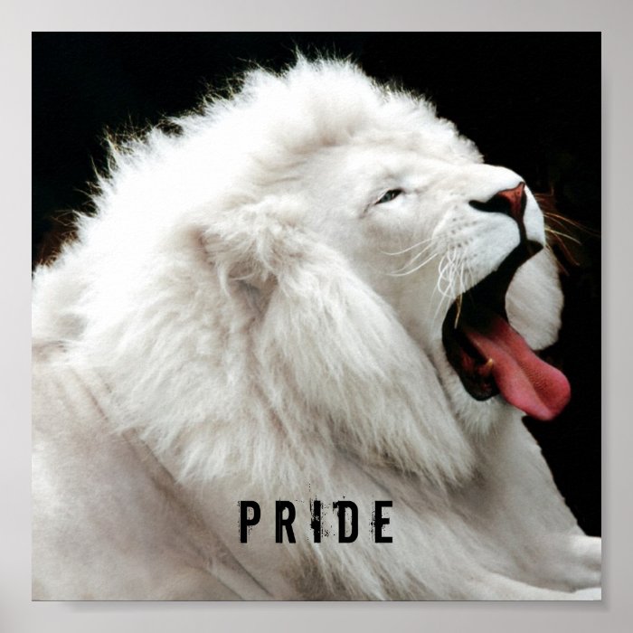 white lion Pride Poster