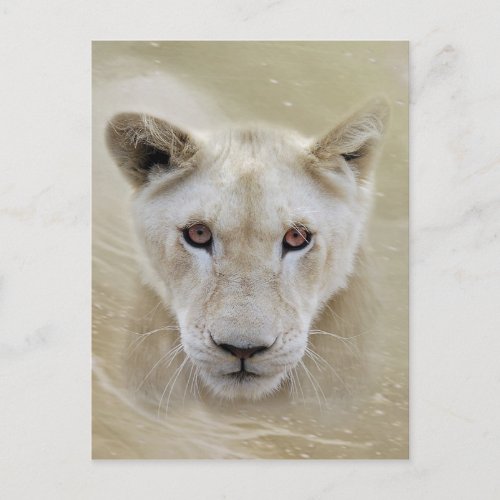 White Lion Spirit Warrior Africa Postcard