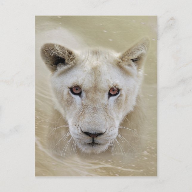 White Lion Spirit Warrior Africa Postcard (Front)