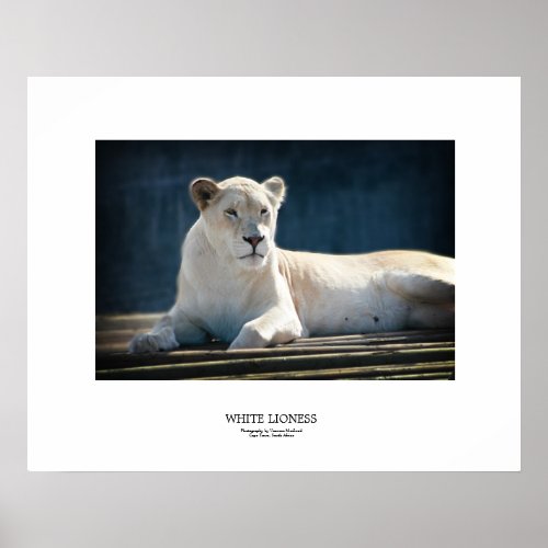 White Lioness Poster