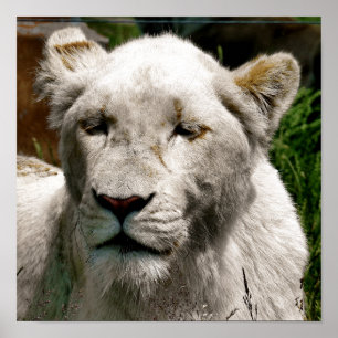 WHITE LIONS POSTER