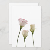 white lisianthus flowers, trio (Front/Back)