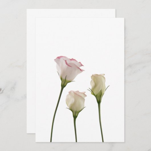 white lisianthus flowers, trio (Front/Back)