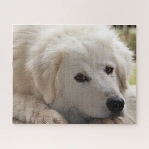White Livestock Guardian Dog Jigsaw Puzzle