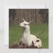 White Llama (Front)