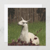 White Llama (Front/Back)