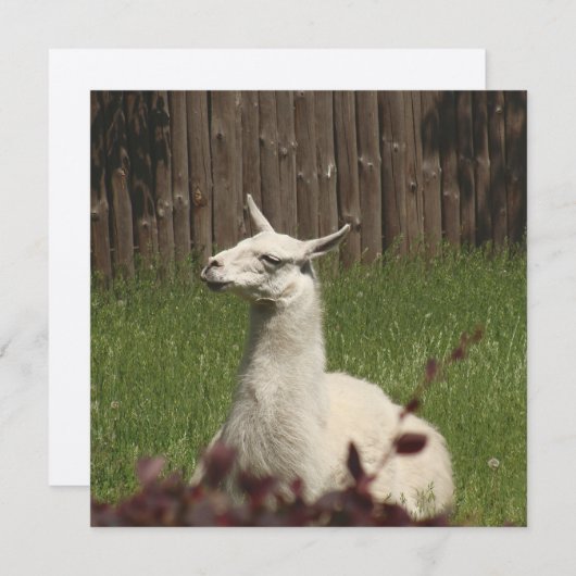 White Llama (Front/Back)