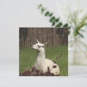 White Llama (Standing Front)