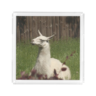 White Llama Acrylic Tray