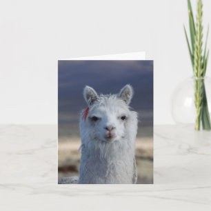 White Llama Alpaca Close up Head Note Card
