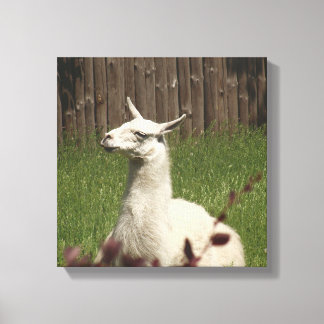 White Llama Canvas Print
