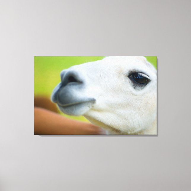 White Llama Canvas Print (Front)
