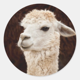 White Llama Classic Round Sticker