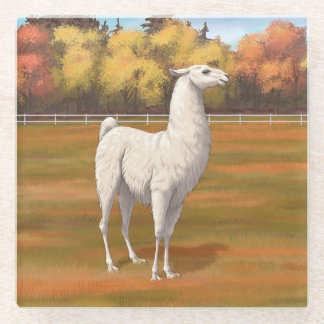 White Llama in Autumn Farm Pasture Glass Coaster
