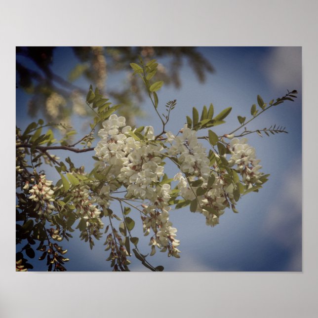 White Locust Flower Blossoms Tinted Poster (Front)
