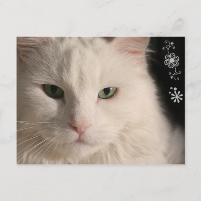 White Long-haired Cat postcard (Front)