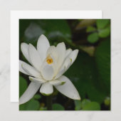 White Lotus (Front/Back)