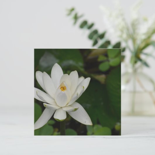 White Lotus (Standing Front)