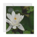 White Lotus
