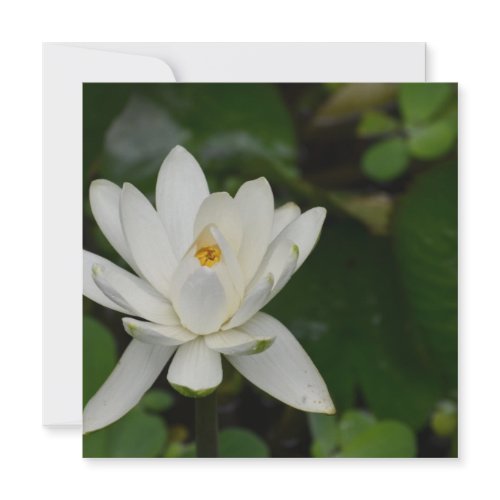 White Lotus